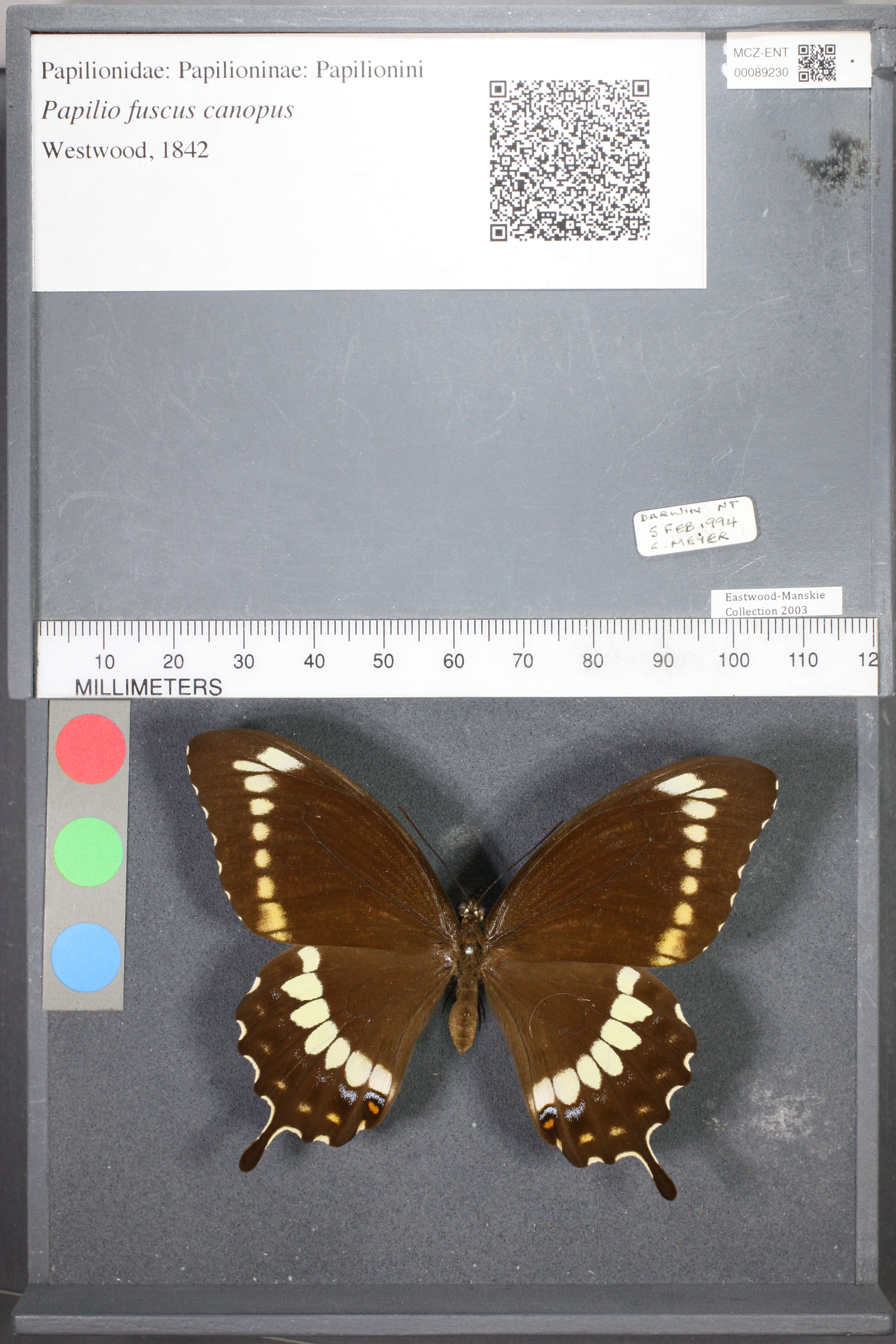 Image of <i>Papilio fuscus canopus</i>