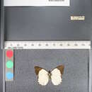 Image of Delias approximata Joicey & Talbot 1922