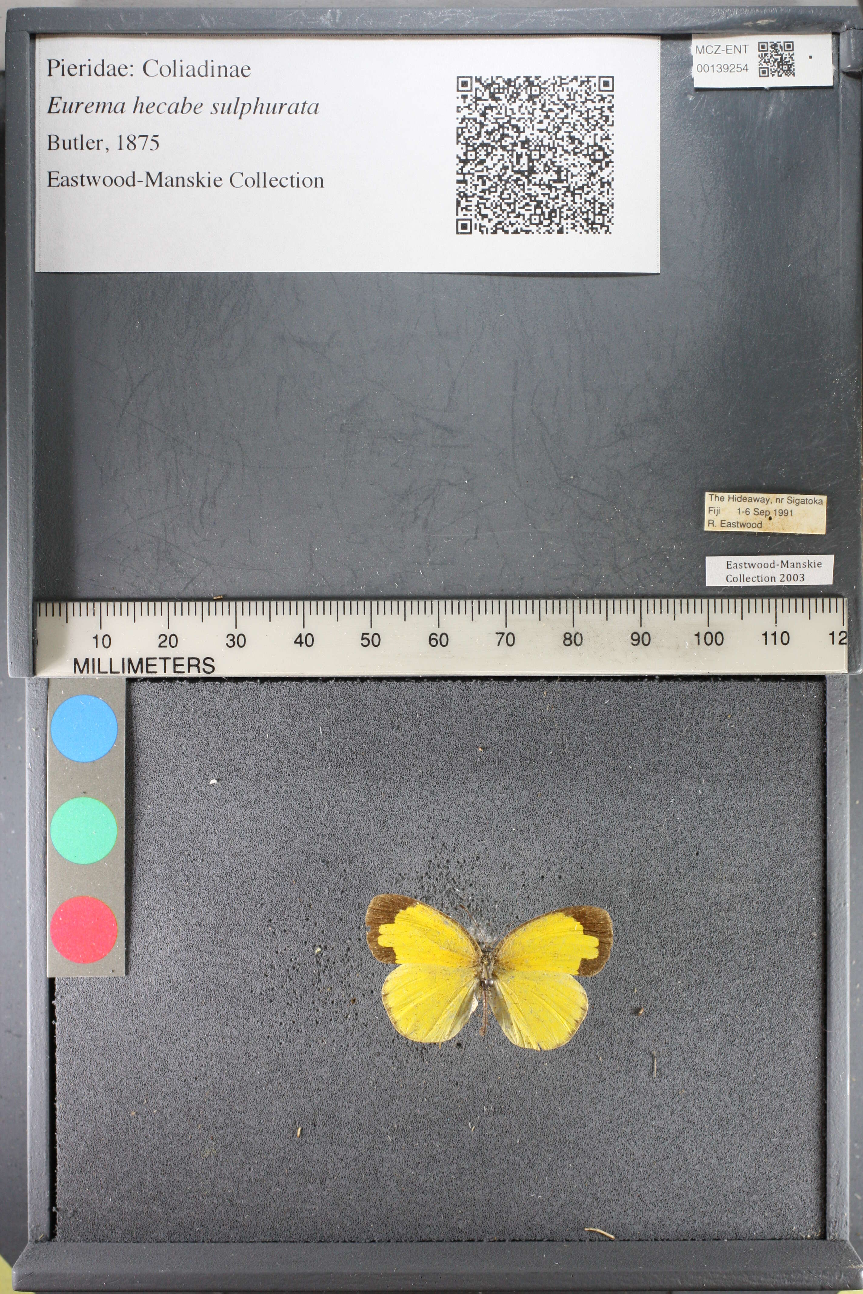 Image de <i>Eurema hecabe sulphurata</i> (Butler 1876)