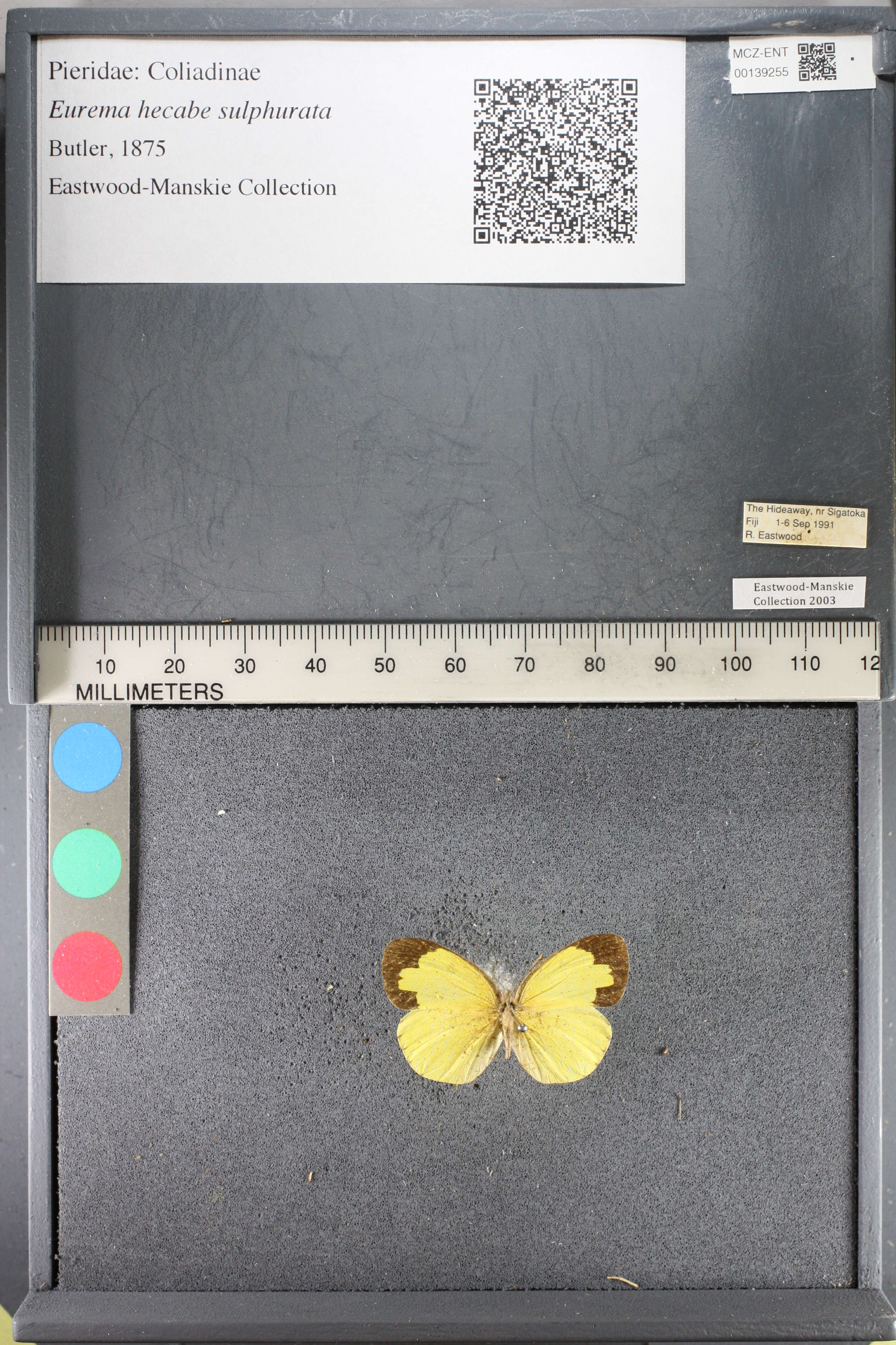 Imagem de <i>Eurema hecabe sulphurata</i> (Butler 1876)