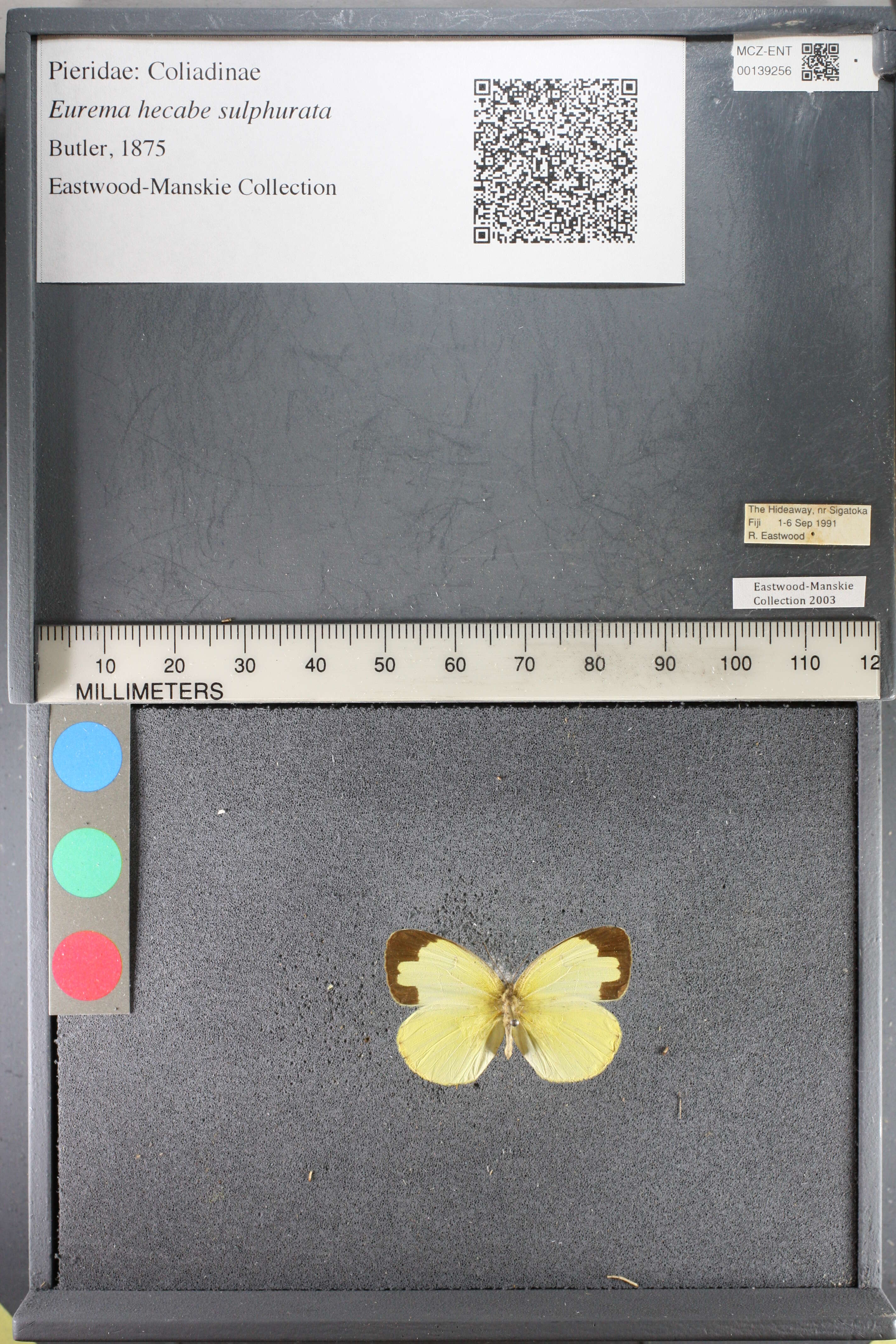 Imagem de <i>Eurema hecabe sulphurata</i> (Butler 1876)