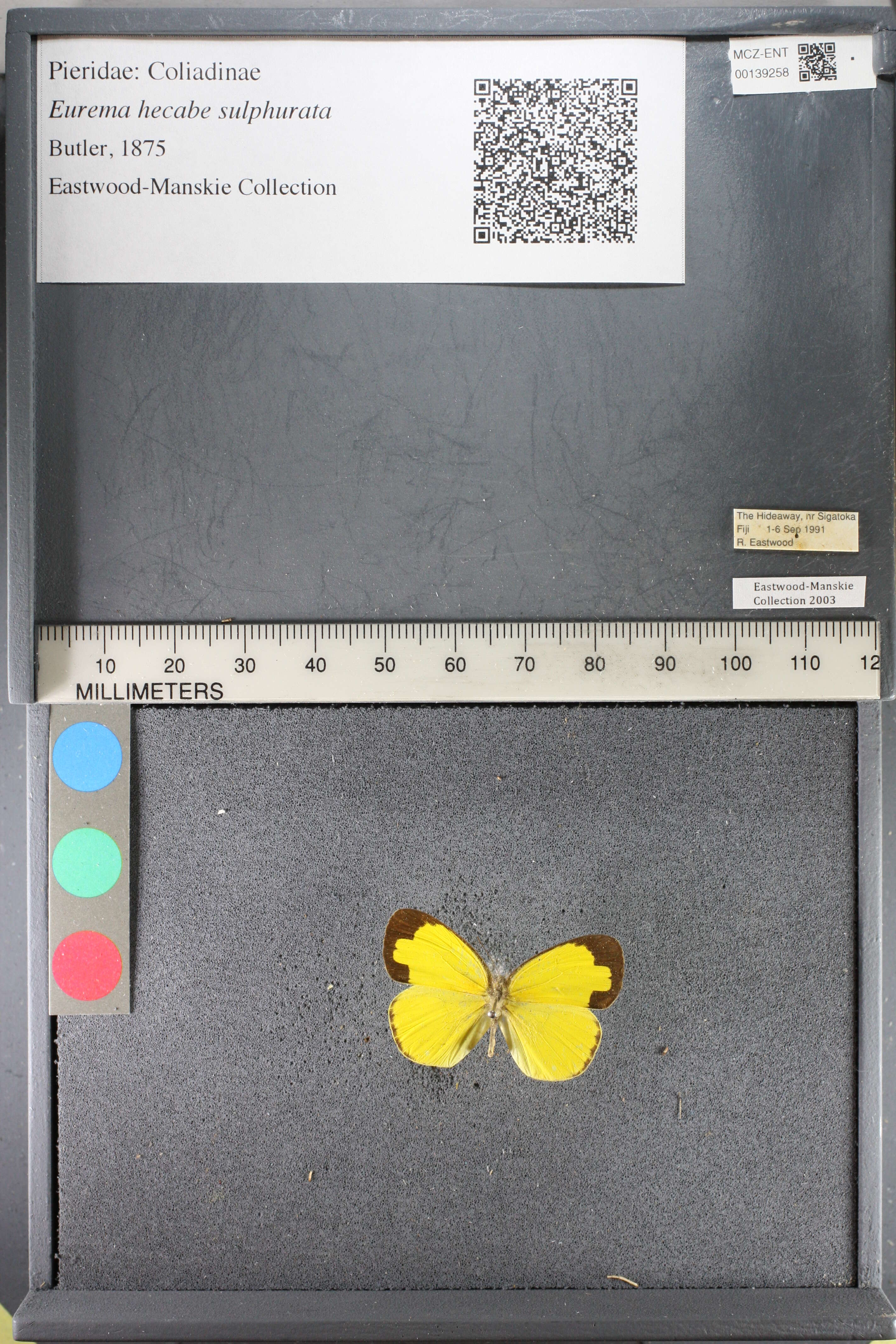 Image de <i>Eurema hecabe sulphurata</i> (Butler 1876)