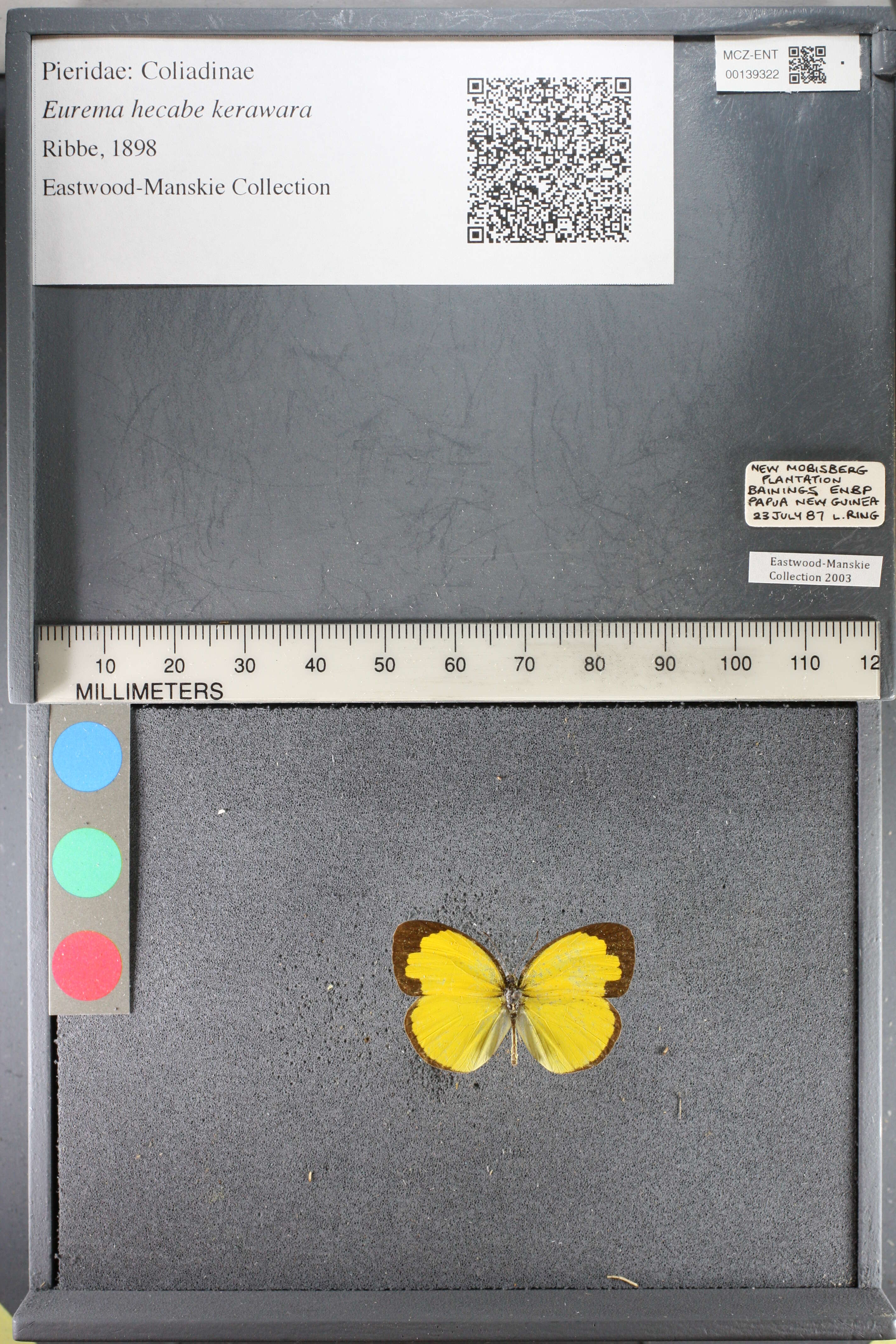 Image de Eurema hecabe (Linnaeus 1758)