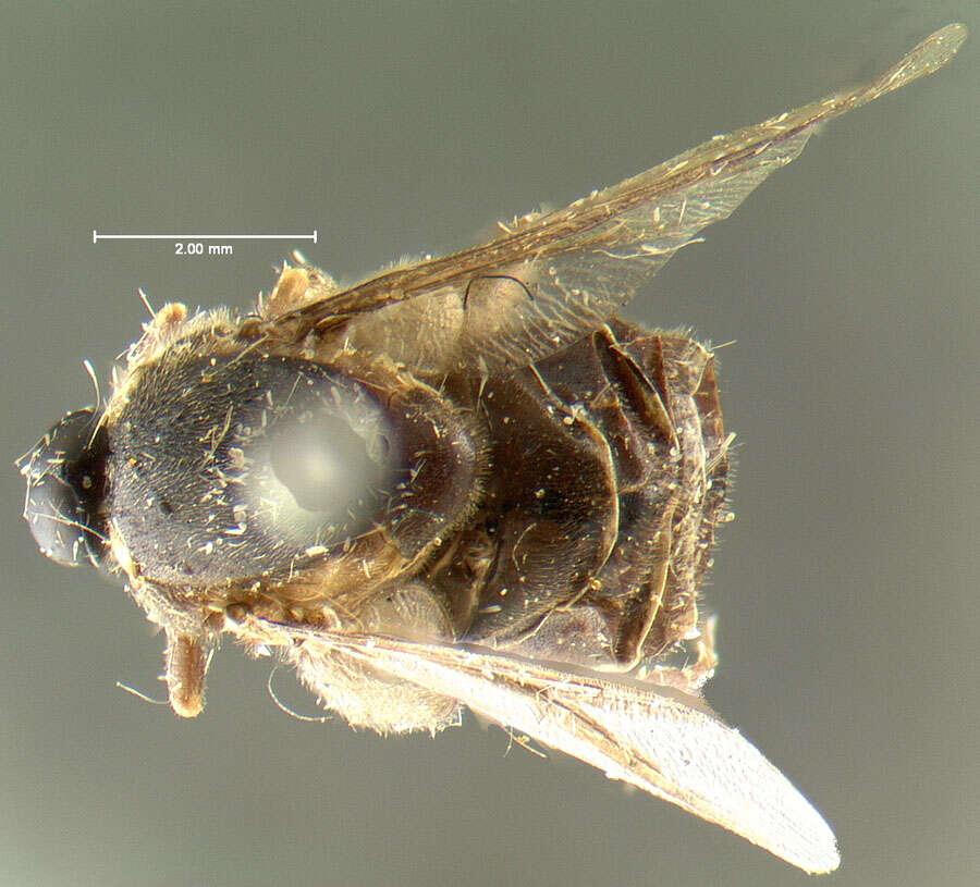 Image of small-headed flies