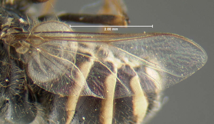 Plancia ëd Ogcodes eugonatus (Loew 1872)