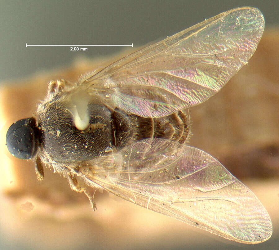 Image of small-headed flies