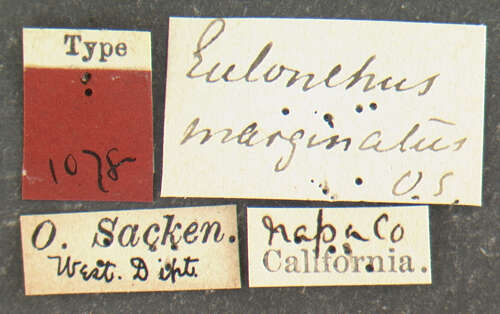 Plancia ëd Eulonchus marginatus Osten Sacken 1877