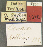 Ocnaea helluo Osten Sacken 1877的圖片