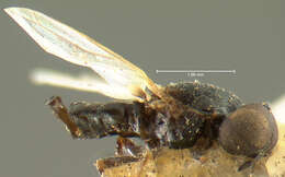 Image of Scenopinus albidipennis Loew 1869