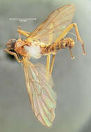 Image of Empis colonica Walker 1849