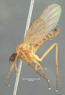 Image of Empis colonica Walker 1849