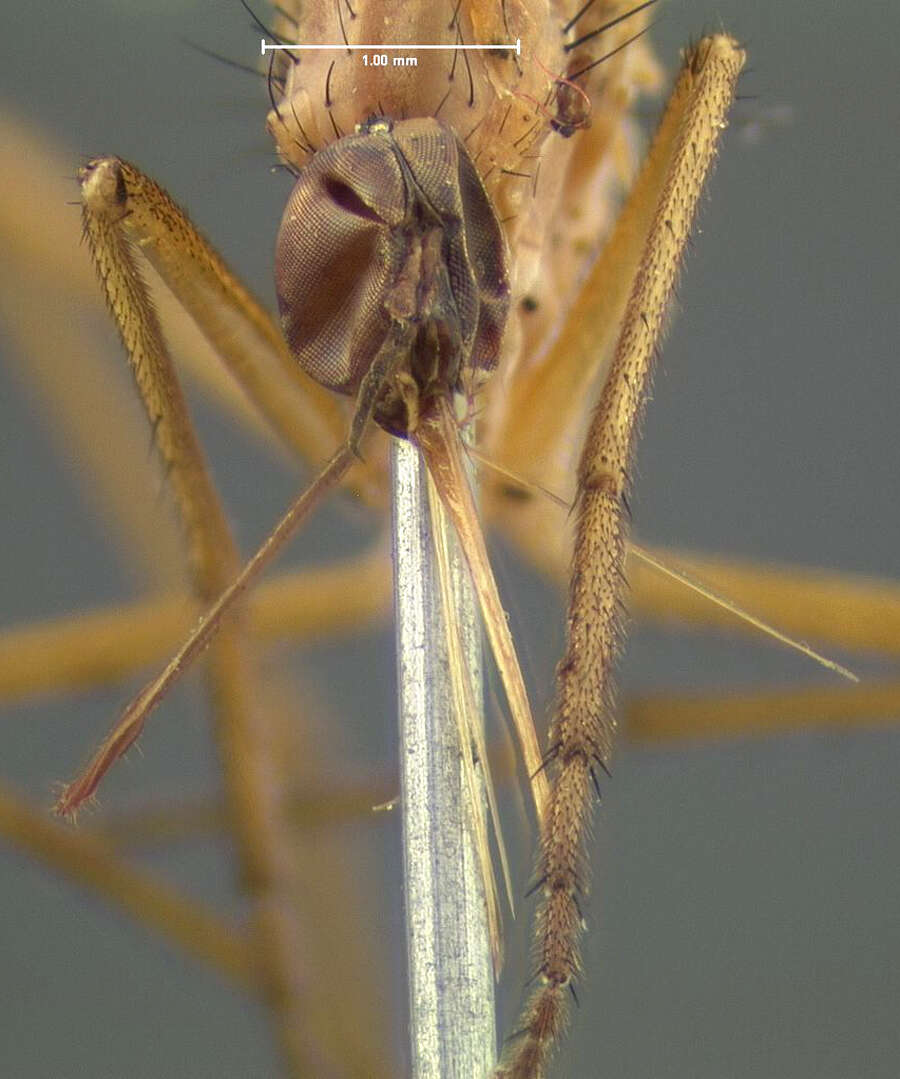 Image of Empis colonica Walker 1849