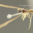 Image of Brachystoma serrulatum Loew 1861