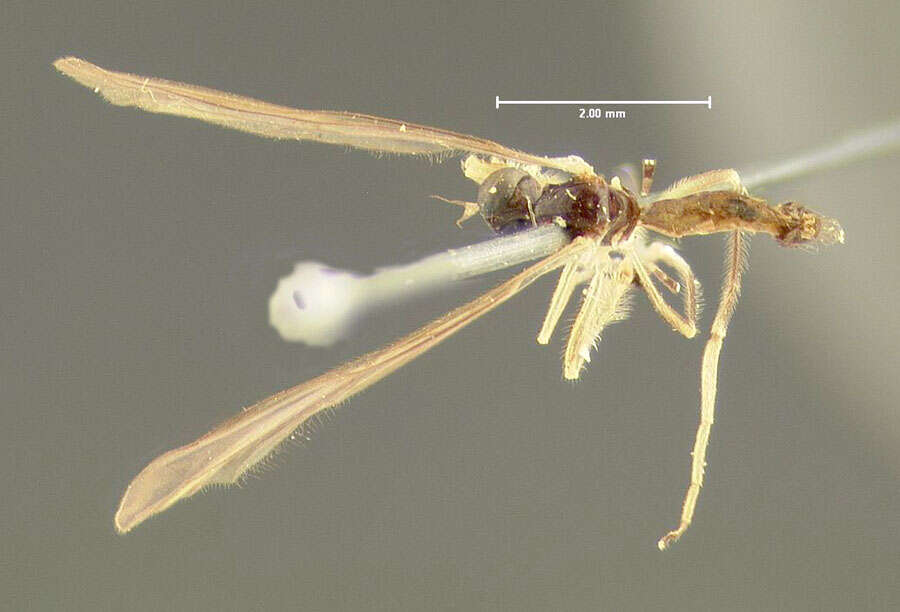Image of Brachystomatidae