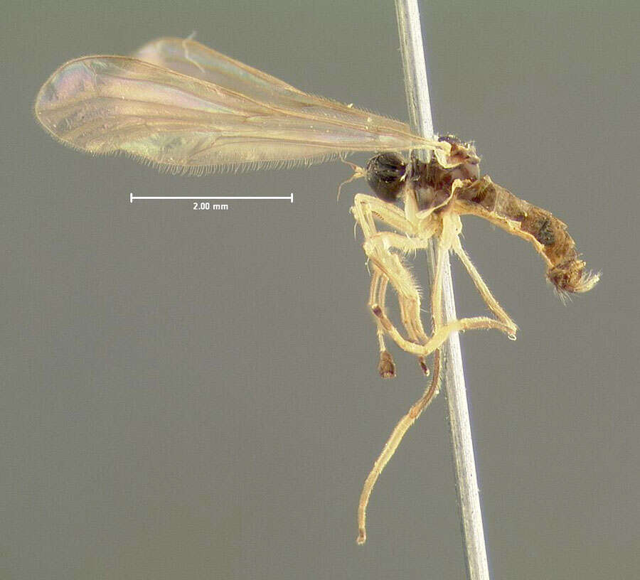 Image of Brachystoma serrulatum Loew 1861