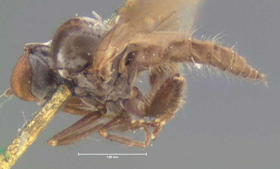 Image of Syneches albonotatus Loew 1862