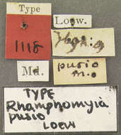 Image of Rhamphomyia pusio Loew 1861