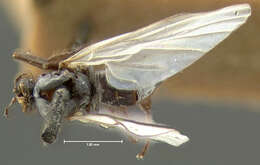 Image of Rhamphomyia leucoptera Loew 1861