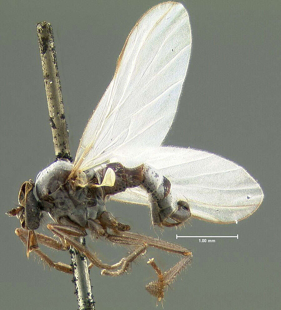 Image of Rhamphomyia leucoptera Loew 1861