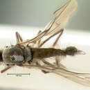 صورة Rhamphomyia limbata Loew 1861