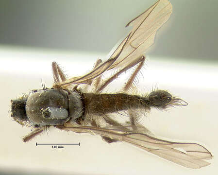 صورة Rhamphomyia limbata Loew 1861