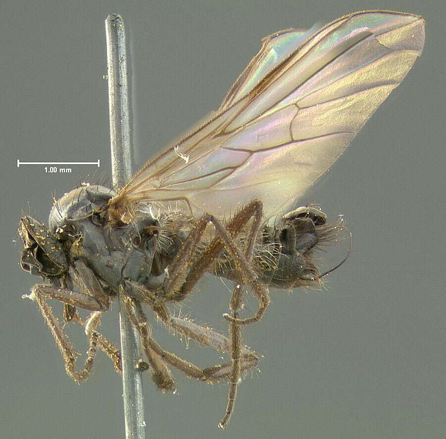 Image of Rhamphomyia limbata Loew 1861