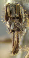 Image of Rhamphomyia limbata Loew 1861