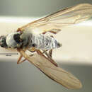 Image of Rhamphomyia longipennis Loew 1861