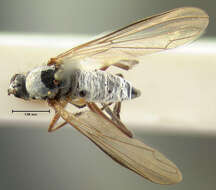 Image of Rhamphomyia longipennis Loew 1861