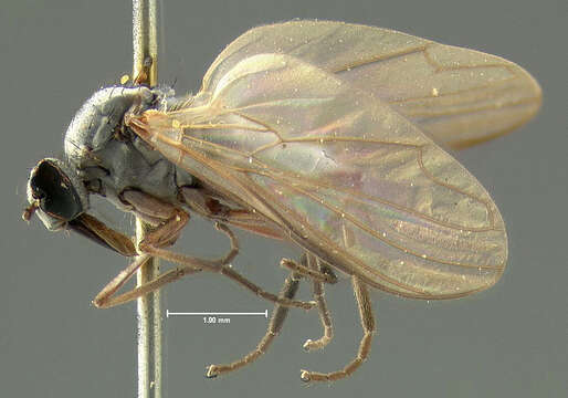 Image of Rhamphomyia longipennis Loew 1861