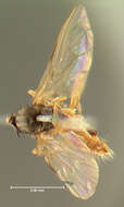 Image of Rhamphomyia dimidiata Loew 1861