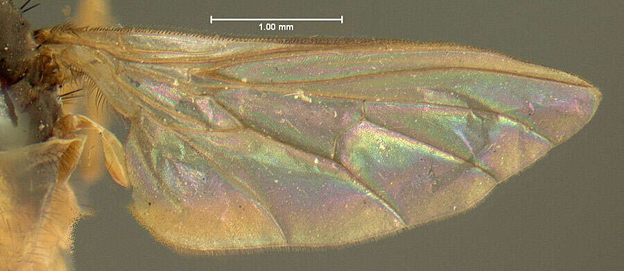 Image of Rhamphomyia dimidiata Loew 1861