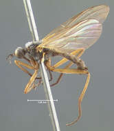 Image of Rhamphomyia macilenta Loew 1864