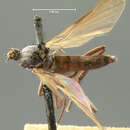 Image of Rhamphomyia pectinata Loew 1861