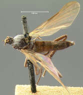 Image of Rhamphomyia pectinata Loew 1861