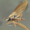 Image of Rhamphomyia basalis Loew 1864