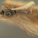 صورة Rhamphomyia clavigera Loew 1861