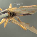 صورة Rhamphomyia luteiventris Loew 1864