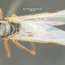 Image of Rhamphomyia candicans Loew 1864