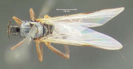 Image of Rhamphomyia candicans Loew 1864