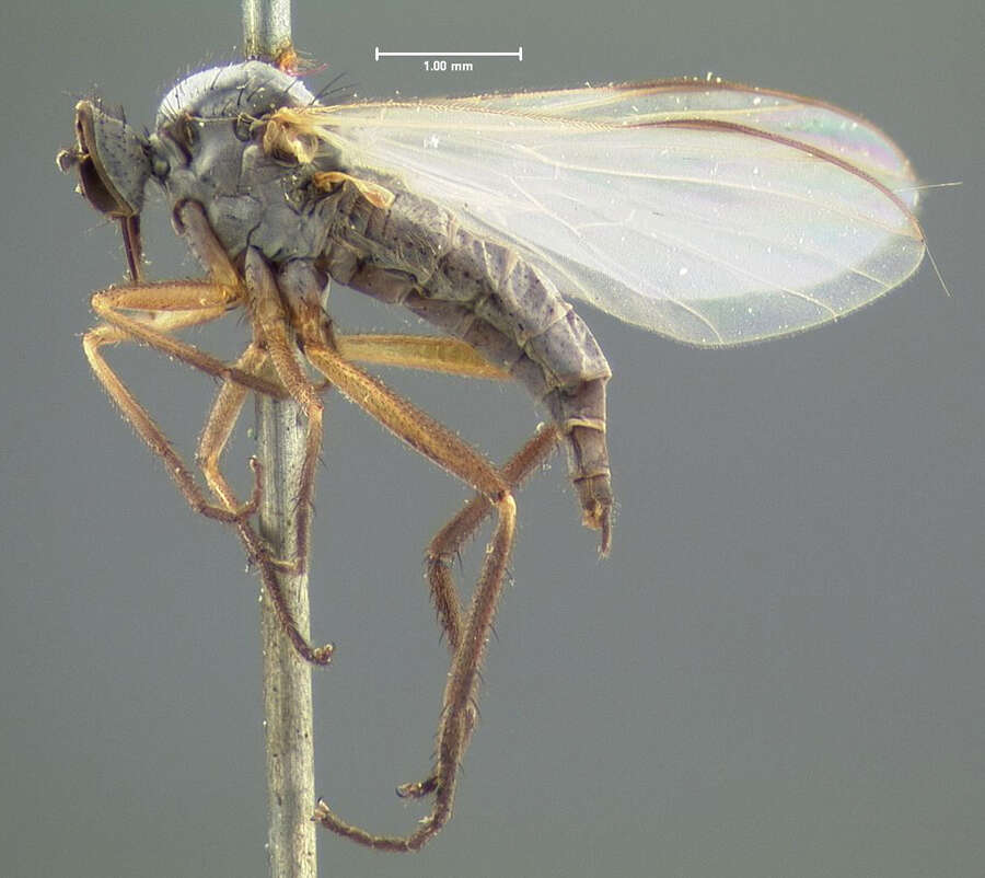 Image of Rhamphomyia candicans Loew 1864