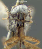 Image of Rhamphomyia candicans Loew 1864