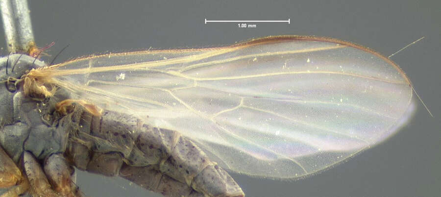 Image of Rhamphomyia candicans Loew 1864