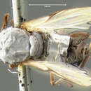 Image of Rhamphomyia hirtipes Loew 1864