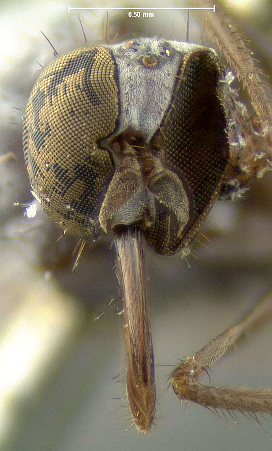 Image of Rhamphomyia hirtipes Loew 1864