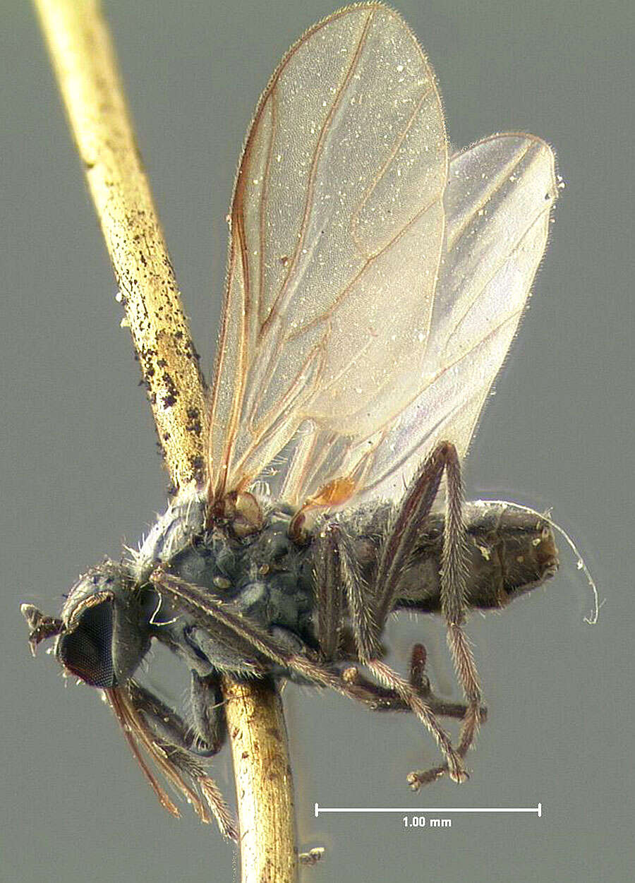 Image of Rhamphomyia incompleta Loew 1863