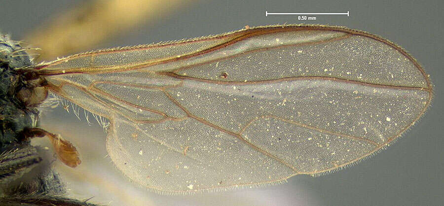 Image of Rhamphomyia incompleta Loew 1863