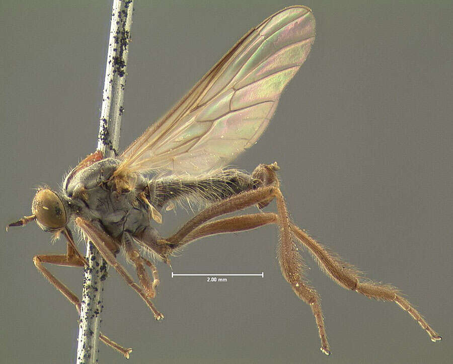 Image of Rhamphomyia vara Loew 1861