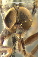 Image of Rhamphomyia vara Loew 1861