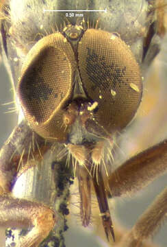 Image of Rhamphomyia vara Loew 1861